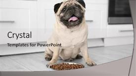  Presentation with cute christmas pug puppy dog - Slide deck consisting of bowl full of food background and a light gray colored foreground