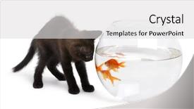  Presentation with goldfish - Theme with bowl in front of white background and a light gray colored foreground