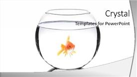  Presentation with bowl - Colorful PPT layouts enhanced with bowl isolated on white background backdrop and a white colored foreground