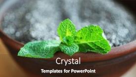  Presentation with mint - Slides having bowl-of-chia-seeds background and a wine colored foreground
