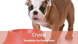  Presentation with dog feeds - Presentation theme consisting of bowl waiting to be fed background and a coral colored foreground