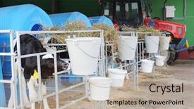  Presentation with drinking water - Amazing presentation having head tractors - calf drinking water backdrop and a mint green colored foreground