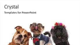  Presentation with poodle - Theme featuring bowtie poodle wearing flower background and a white colored foreground