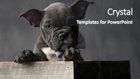  Presentation with bully - Slide set featuring bowties - adorable american bully puppy sitting background and a dark gray colored foreground