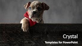  Presentation with bully - Beautiful PPT theme featuring bowties - adorable brown spotted american bully backdrop and a black colored foreground