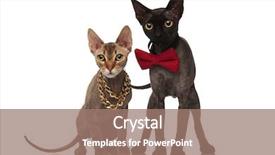  Presentation with red gold white - Slides consisting of bowties - adorable cats on white background background and a coral colored foreground