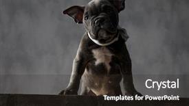  Presentation with bully - Slide deck enhanced with bowties - adorable little american bully puppy background and a wine colored foreground