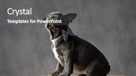 Presentation with bully - Beautiful slide deck featuring bowties - curious american bully puppy dog backdrop and a dark gray colored foreground