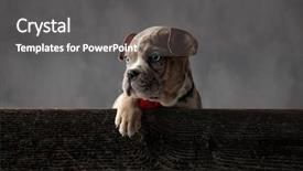  Presentation with cute christmas pug puppy dog - Slide set with bowties - cute little puppy dog wearing background and a dark gray colored foreground