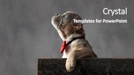  Presentation with bully - Amazing slide set having bowties - eager little american bully puppy backdrop and a gray colored foreground