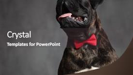  Presentation with boxer dog - Theme enhanced with bowties - elegant boxer dog wearing red background and a dark gray colored foreground