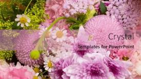  Presentation with purple flowers - Slide deck consisting of box-filled-with-stunning-purple background and a coral colored foreground