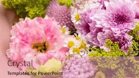  Presentation with purple flowers - Presentation theme enhanced with box-filled-with-stunning-purple background and a  colored foreground