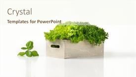  Presentation with lettuce - Cool new slides with box of lettuce on white background backdrop and a cream colored foreground