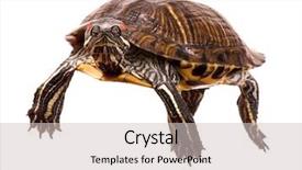  Presentation with molecular biology white - Slide set consisting of box turtles - beautiful turtle isolated on white background and a soft green colored foreground