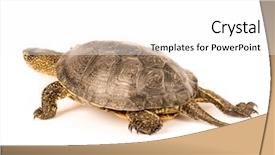  Presentation with turtle - Beautiful PPT layouts featuring box turtles - cute small turtle isolated backdrop and a white colored foreground