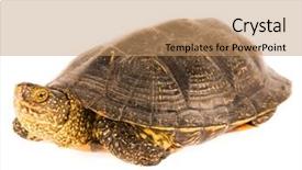  Presentation with octopus on isolated white - Presentation design with box turtles - cute small turtle isolated background and a coral colored foreground