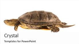 Presentation with history earth globe isolated white - Audience pleasing slides consisting of box turtles - cute small turtle isolated backdrop and a white colored foreground