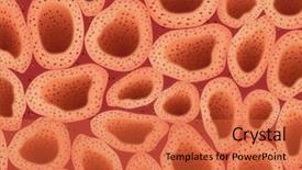  Presentation with cells - Amazing theme having box turtles - red texture illustration representing cells backdrop and a red colored foreground