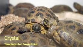  Presentation with tortoise - PPT layouts featuring two adult male lions eating a giraffe they have just killed background and a tawny brown colored foreground