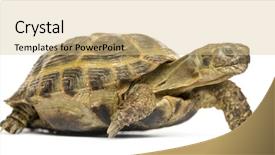  Presentation with students walking on campus - Slide deck with box turtles - turtle walking isolated on white background and a lemonade colored foreground