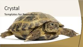  Presentation with turtle - Beautiful theme featuring box turtles - turtle walking isolated on white backdrop and a  colored foreground