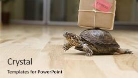  Presentation with turtle - PPT layouts with box turtles - turtle with a package indoor background and a lemonade colored foreground