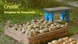  Presentation with potato - PPT theme enhanced with box with a potato background and a tawny brown colored foreground