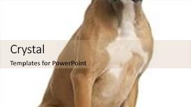  Presentation with boxer - Audience pleasing slides consisting of boxer 12 months old sitting in front of white background backdrop and a coral colored foreground