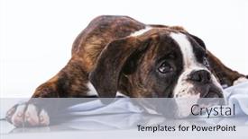  Presentation with boxer dog - Cool new presentation design with boxer dog at studio backdrop and a lemonade colored foreground