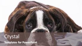  Presentation with boxer dog - Presentation theme consisting of boxer dog at studio background and a dark gray colored foreground