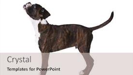  Presentation with boxer dog - Colorful PPT layouts enhanced with boxer dog at studio backdrop and a soft green colored foreground