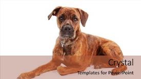  Presentation with boxer dog - PPT layouts with boxer dog in front of white background background and a red colored foreground