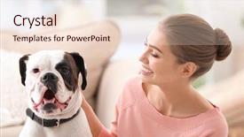  Presentation with boxer dog - Slide deck enhanced with boxer dog indoors pet adoption background and a  colored foreground