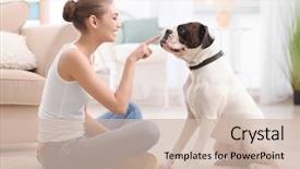  Presentation with boxer dog - Cool new PPT theme with boxer dog indoors pet adoption backdrop and a  colored foreground
