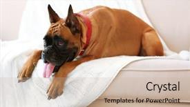  Presentation with boxer dog - Slides enhanced with boxer dog lying on a couch at home background and a soft green colored foreground