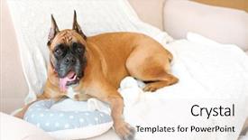  Presentation with boxer dog - Beautiful theme featuring boxer dog lying on a couch at home backdrop and a sky blue colored foreground