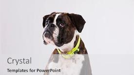  Presentation with boxer dog - Presentation theme consisting of boxer dog with a sad look background and a white colored foreground
