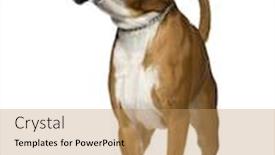  Presentation with fight two boxer boxing - Theme featuring boxer in front of white background background and a coral colored foreground