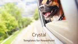  Presentation with pit bull - Presentation theme featuring boxer pit bull mix dog background and a cream colored foreground