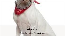  Presentation with boxer - PPT theme enhanced with boxer wearing handkerchief 2 years old sitting in front of white background background and a light gray colored foreground