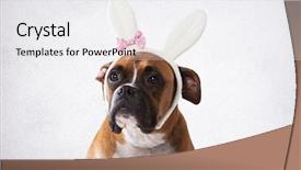 Presentation with boxer - Slides with boxer with bunny ears background and a white colored foreground