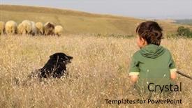  Presentation with shepherd sheep - Cool new presentation theme with boy and shepherd dog backdrop and a coral colored foreground