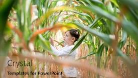  Presentation with corn - Presentation theme featuring boy-collects-corn background and a coral colored foreground