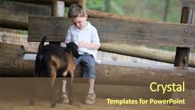  Presentation with goat farm - PPT theme with boy feeding baby goat background and a tawny brown colored foreground