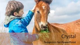  Presentation with farm - Cool new presentation theme with boy feeding horse on farm backdrop and a gold colored foreground