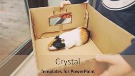  Presentation with guinea pig - Beautiful slide set featuring boy-is-holding-the-guinea backdrop and a coral colored foreground