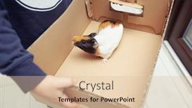  Presentation with guinea pig - Presentation design with boy-is-holding-the-guinea background and a lemonade colored foreground