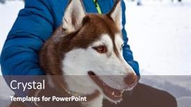  Presentation with husky - PPT layouts having boy-playing-with-dog background and a tawny brown colored foreground