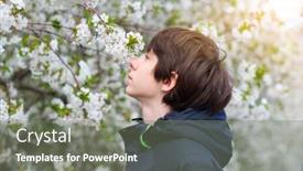  Presentation with sakura - Presentation theme with boy-sniffs-the-scent background and a gray colored foreground